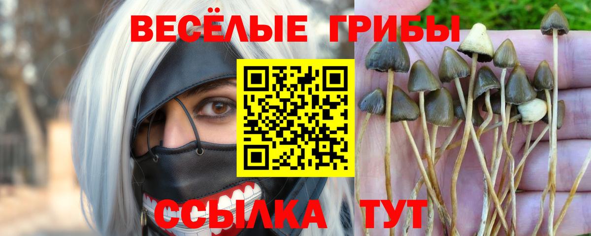 Псилоцибиновые грибы мицелий  сколько стоит  Реж  Вход с VPN 